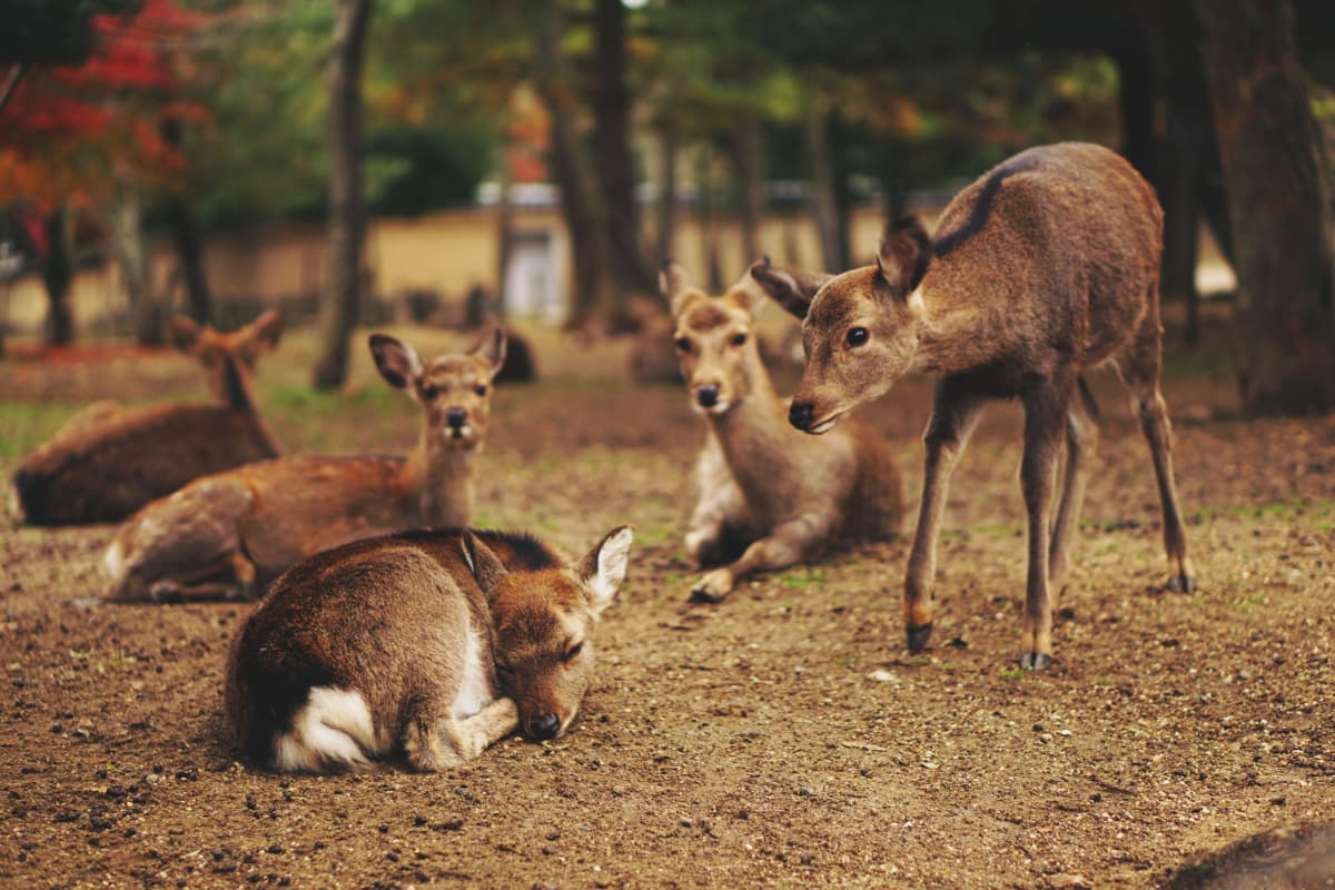 Deer in Nara Park